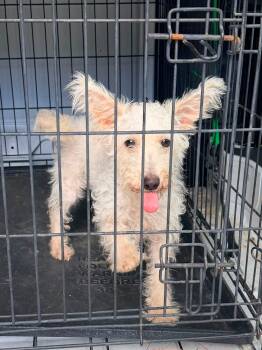 Snowball -  Poodle and West Highland White Terrier Westie Dog for Adoption in Baker, Louisiana - Snowball | PetCurious