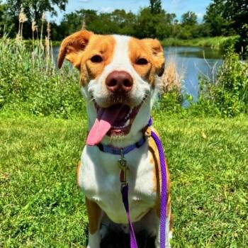 Bruxer -  Pit Bull Terrier Dog for Adoption in Chicago, Illinois - Bruxer | PetCurious