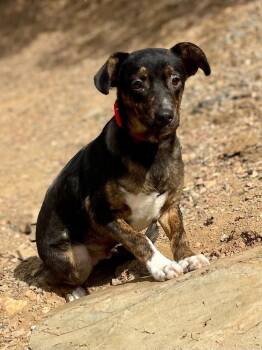 Stu -  Catahoula Leopard Dog Dog for Adoption in Jamestown, California - Stu | PetCurious