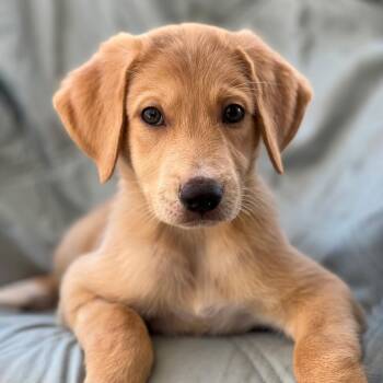 Napoleon Dynamite Pup - Rex -  Labrador Retriever and Shepherd Dog for Adoption in San Diego, California - Napoleon Dynamite Pup - Rex | PetCurious