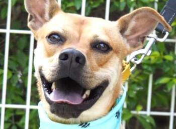 Shepherd Dogs Available for Adoption in City Of Industry, California - Butter | PetCurious