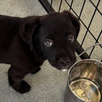 Mastiff and Mixed Breed Dogs Available for Adoption in Bradenton, Florida - Pepe | PetCurious