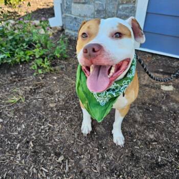 Rescue American Bulldog Dogs for Adoption in Madisonville, Tennessee - Kugi | PetCurious