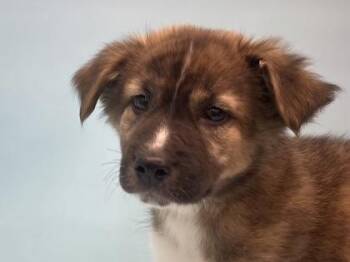 Paxen -  German Shepherd Dog and Mixed Breed Dog for Adoption in Woodbury, Minnesota - Paxen | PetCurious