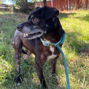 Eggo -  Chihuahua Dog for Adoption in Chico, California - Eggo | PetCurious