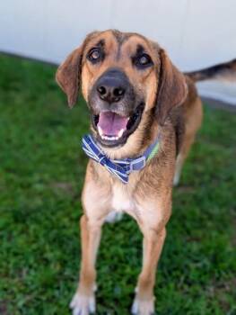 Shepherd Dogs Available for Adoption in Gulfport, Mississippi - Coop | PetCurious