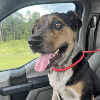 Clint -  Mixed Breed Dog for Adoption in Richmond Hill, Georgia - Clint | PetCurious