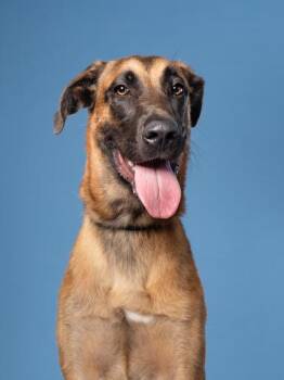 Rallo -  Great Dane and Belgian Shepherd Malinois Dog for Adoption in Atlanta, Georgia - Rallo | PetCurious