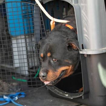 Ollie (MY26-88) -  Rottweiler Dog for Adoption in Peyton, Colorado - Ollie (MY26-88) | PetCurious
