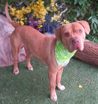 Pit Bull Terrier and Mixed Breed Dogs Available for Adoption in Oklahoma City, Oklahoma - CLIFFORD | PetCurious