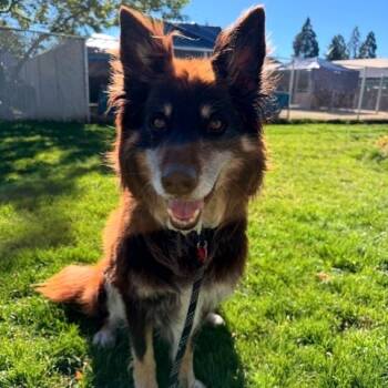 Rescue Mixed Breed Dogs for Adoption in Medford, Oregon - Bud | PetCurious