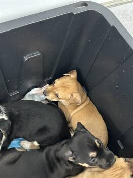 FINCH -  Rottweiler and Labrador Retriever Dog for Adoption in Charlotte, North Carolina - FINCH | PetCurious