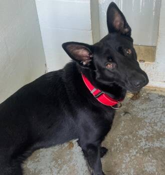 Belgian Shepherd Malinois Dogs Available for Adoption in Labelle, Florida - Cordell Walker | PetCurious