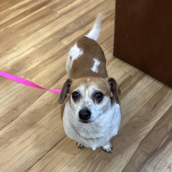 Mixed Breed Dogs Available for Adoption in Priest River, Idaho - Stray-please Call To Claim(Rose) | PetCurious