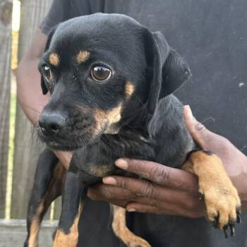 Mandey - Local November 6-8 -  Chihuahua and Dachshund Dog for Adoption in Brookshire, Texas - Mandey - Local November 6-8 | PetCurious
