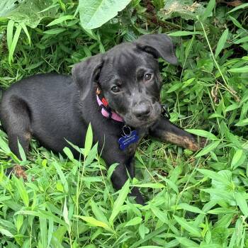 Rainer -  Pit Bull Terrier and Hound Dog for Adoption in Columbia, Maryland - Rainer | PetCurious