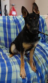 Rescue German Shepherd Dog Dogs for Adoption in Springfield, Ohio - Baby | PetCurious