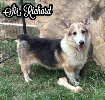 Rescue Corgi Dogs for Adoption in Tulsa, Oklahoma - Sir Richard | PetCurious