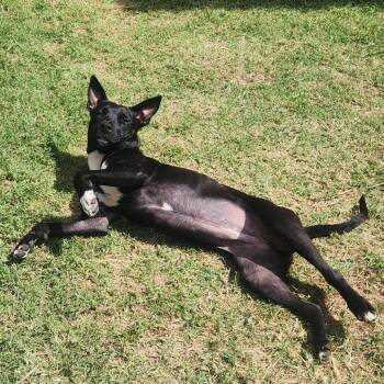 Terrier Dogs Available for Adoption in Dallas, Texas - Callista | PetCurious