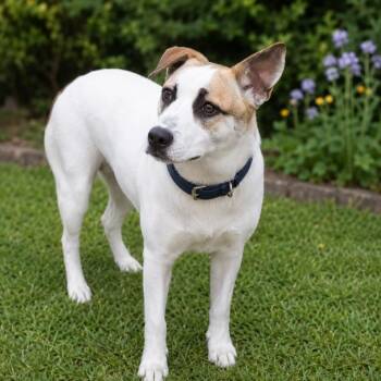 sammy -  Husky and Labrador Retriever Dog for Adoption in Conroe, Texas - Sammy | PetCurious