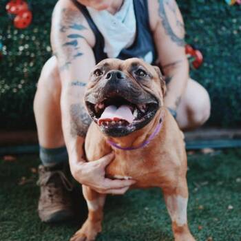 Edgar the Bug -  English Bulldog and Mixed Breed Dog for Adoption in Austin, Texas - Edgar The Bug | PetCurious