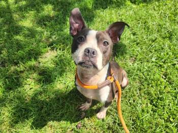 Dinora -  Pit Bull Terrier Dog for Adoption in Chicago, Illinois - Dinora | PetCurious