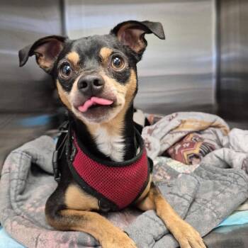 Chihuahua Dogs Available for Adoption in Bastrop, Texas - Cujo 26-05-143 | PetCurious