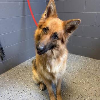 TUSC-Stray-84569 -  German Shepherd Dog and Mixed Breed Dog Available for Adoption in Tuscaloosa, Alabama - TUSC-Stray-84569 | PetCurious