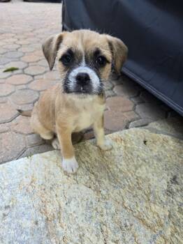 Malti Poo and Bulldog Dogs Available for Adoption - Honey | PetCurious