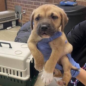 Mixed Breed Dogs Available for Adoption in West Chester, Pennsylvania - Trixie | PetCurious