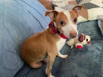 Liam -  Dachshund and Jack Russell Terrier Dog for Adoption in Rootstown, Ohio - Liam | PetCurious