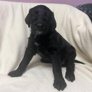 Personify -  Standard Poodle and Black Labrador Retriever Dog for Adoption in Carencro, Louisiana - Personify | PetCurious