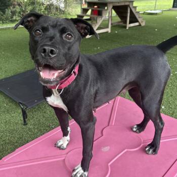 Adalyn -  Retriever Dog for Adoption in Eatontown, New Jersey - Adalyn | PetCurious