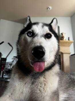 Siberian Husky Dogs Available for Adoption - Wylie | PetCurious