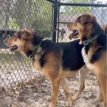 German Shepherd Dog Dogs Available for Adoption in Houston, Texas - Shaggy And Scooby | PetCurious