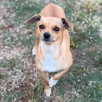 Chihuahua Dogs Available for Adoption in Brownsboro, Alabama - Baby Shark | PetCurious