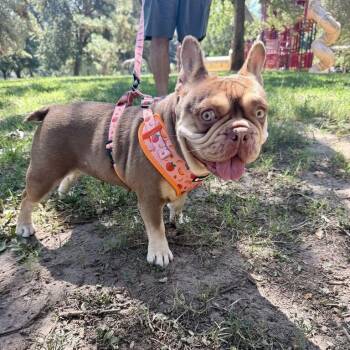 Reese -  French Bulldog Dog for Adoption in Turlock, California - Reese | PetCurious