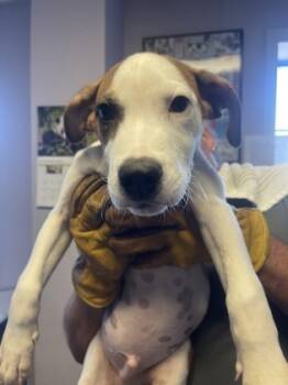 Rescue Mixed Breed Dogs for Adoption in West Chester, Pennsylvania - Nelson | PetCurious