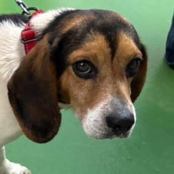 Beagle Dogs Available for Adoption in Rustburg, Virginia - Cinco - At Shelter Available 5/11 | PetCurious