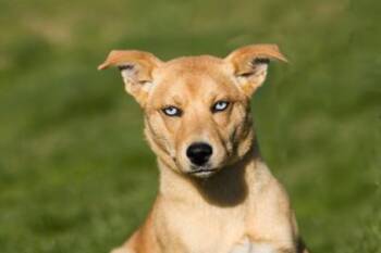 Mixed Breed Dogs Available for Adoption in West Chester, Pennsylvania - Pearl FKA Crystal | PetCurious