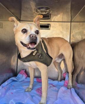 Pug Dogs Available for Adoption - Pen 219 Nemo | PetCurious