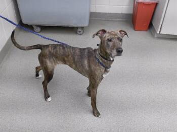 Whippet and Mixed Breed Dogs Available for Adoption in Omaha, Nebraska - ROSIE | PetCurious