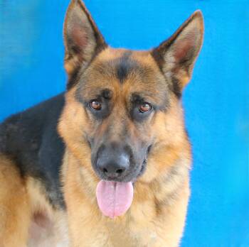 COLA -  German Shepherd Dog Dog for Adoption in Pasadena, California - COLA | PetCurious