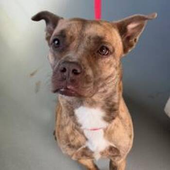 PEACHES -  Pit Bull Terrier Dog for Adoption in Carlin, Nevada - PEACHES | PetCurious