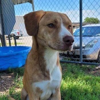 Rescue Mixed Breed Dogs for Adoption in Duncan, Oklahoma - Duff | PetCurious