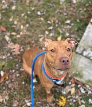 Rescue Terrier and Pit Bull Terrier Dogs for Adoption in Kingston, New York - Remi | PetCurious