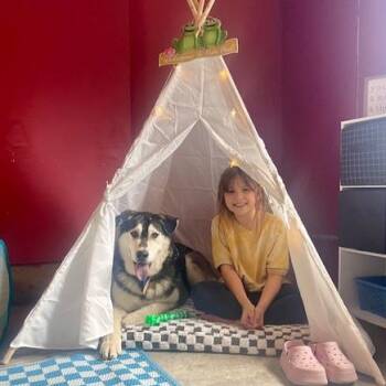 Rescue Alaskan Malamute and Husky Dogs for Adoption in Gig Harbor, Washington - Yellow | PetCurious