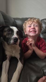 Cora -  Boxer Dog for Adoption in Tampa, Florida - Cora | PetCurious
