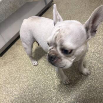 IVHS-Stray-143359 -  French Bulldog Dog for Adoption in San Gabriel, California - IVHS-Stray-143359 | PetCurious