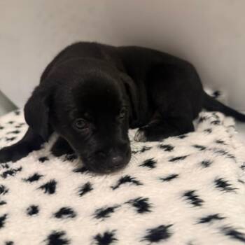 Caswell -  Mixed Breed Dog for Adoption in Rockville, Maryland - Caswell | PetCurious